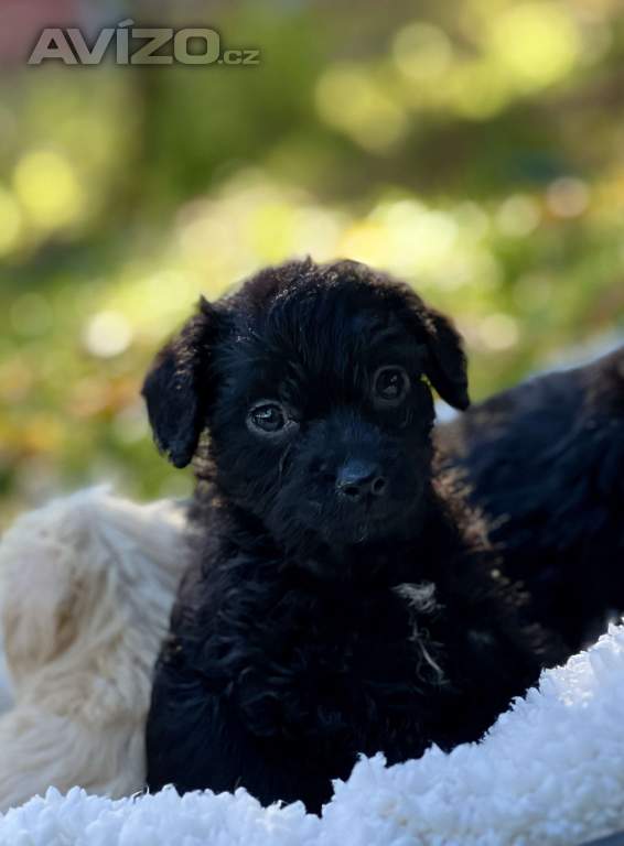 Štěně pudl x westík