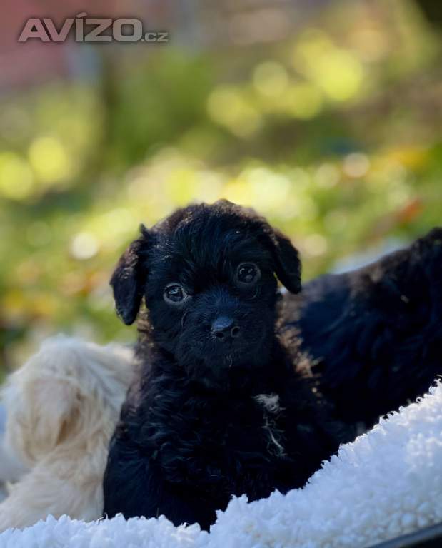 Foto inzerátu Štěně pudl x westík