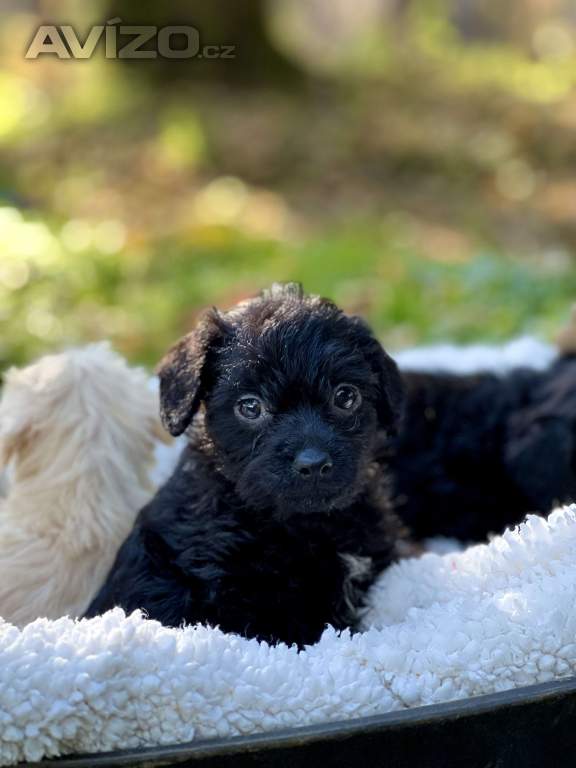 Foto inzerátu Štěně pudl x westík