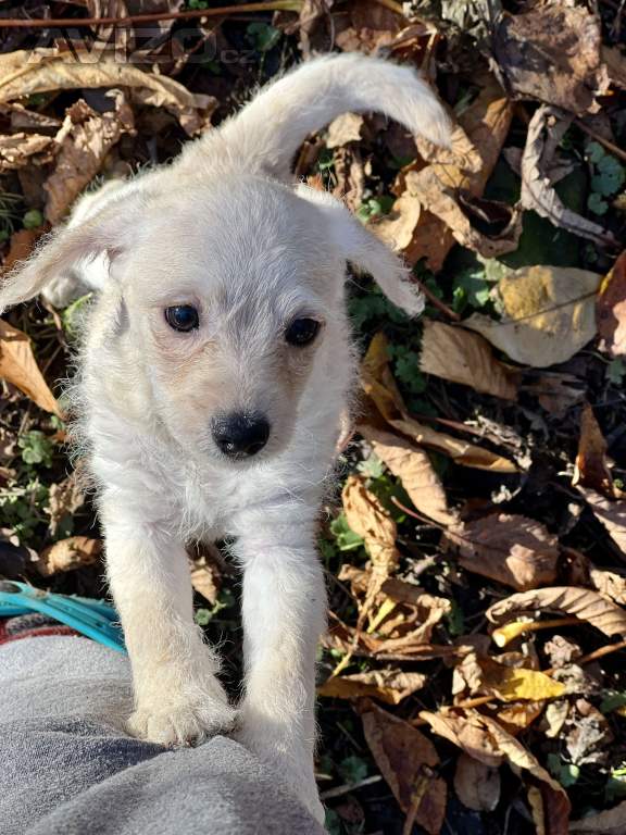 Foto inzerátu Štěně pudl x westík