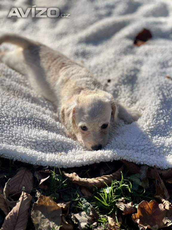 Foto inzerátu Štěně pudl x westík