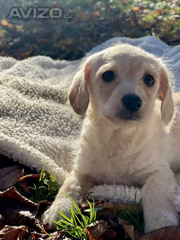 Foto inzerátu Štěně pudl x westík