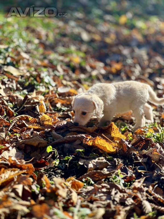 Foto inzerátu Štěně pudl x westík