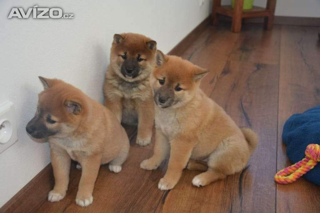 Shiba inu s průkazem původu - holčičky 