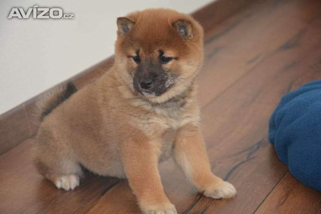 Foto inzerátu Shiba inu s průkazem původu - holčičky 