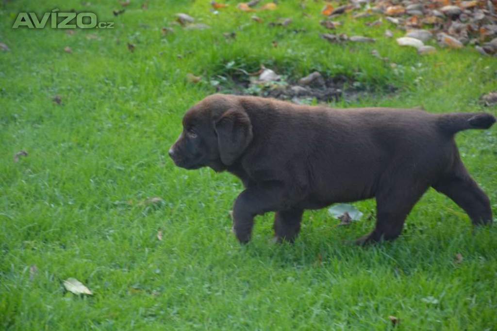 Foto inzerátu Labrador 
