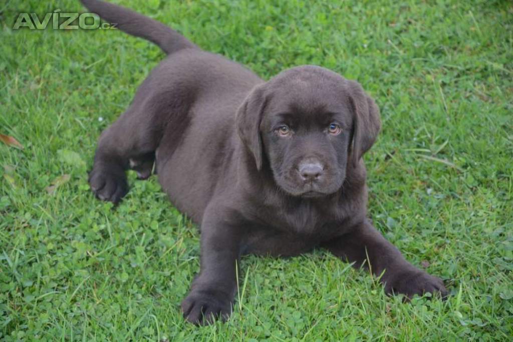 Foto inzerátu Labrador 