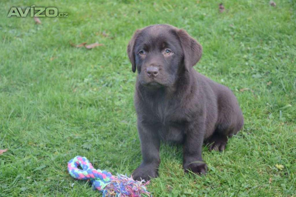 Foto inzerátu Labrador 