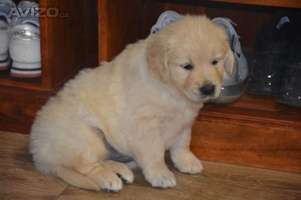 Foto inzerátu Zlatý retrívr 