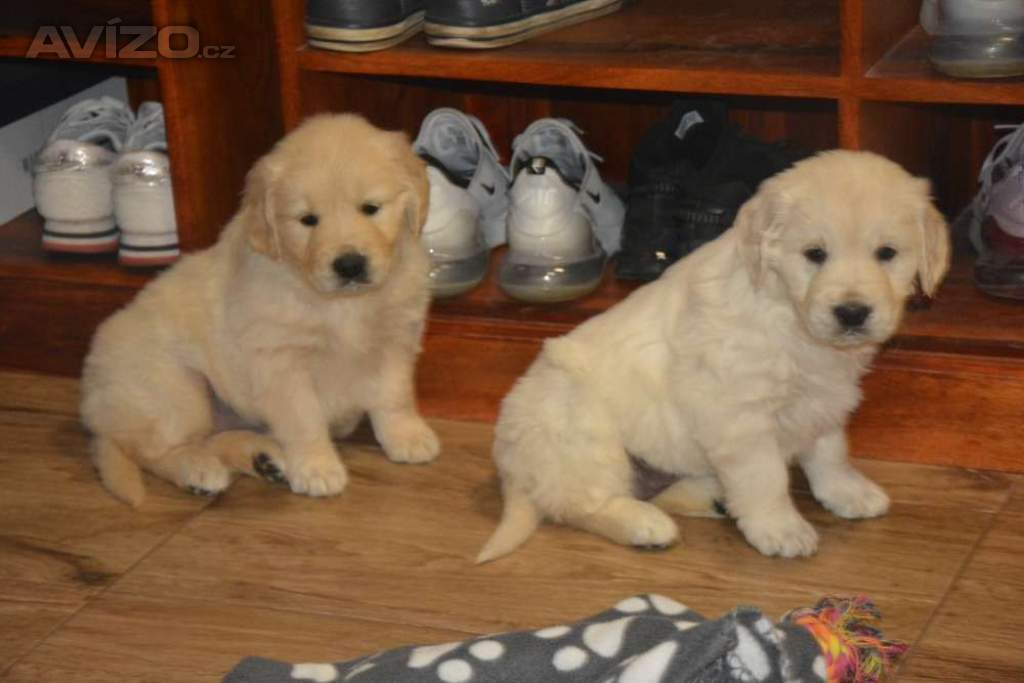 Foto inzerátu Zlatý retrívr 