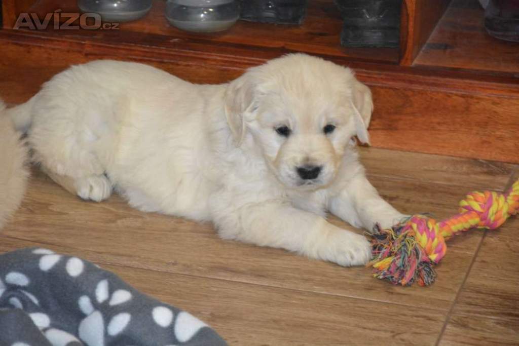 Foto inzerátu Zlatý retrívr 