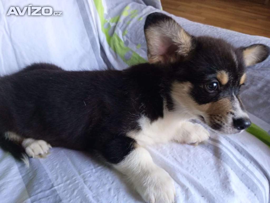 Foto inzerátu Welsh Corgi