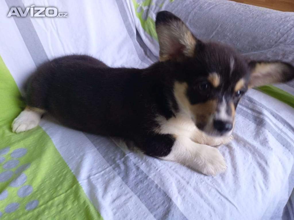 Foto inzerátu Welsh Corgi