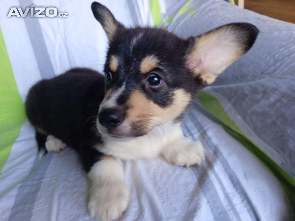 Foto inzerátu Welsh Corgi