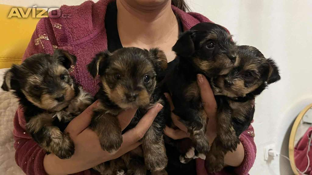 Foto inzerátu Nabízím krásné štěňátka 