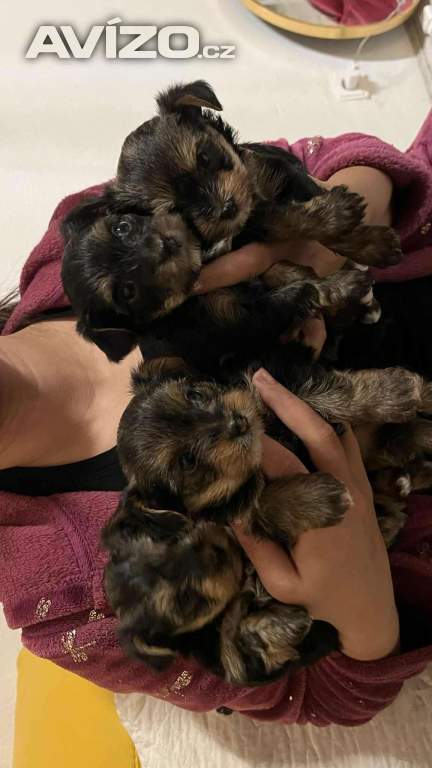 Foto inzerátu Nabízím krásné štěňátka 