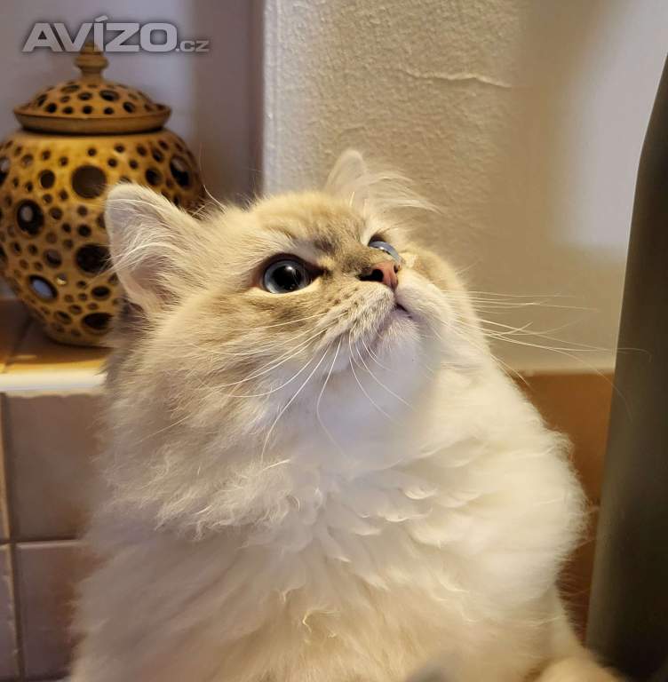 Foto inzerátu Ragdoll koťata s PP