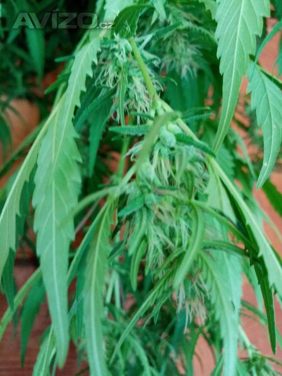 Prodám semena léčivého konopí.