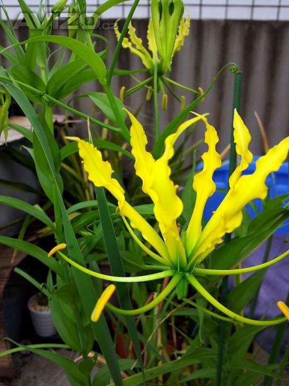 Gloriosa superba Lutea -semena