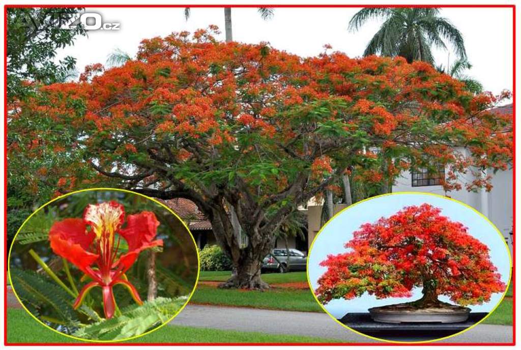 Delonix Regia - Ohňový strom - semena