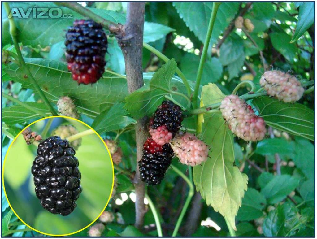 Morus Nigra - Morušovník černý - semena