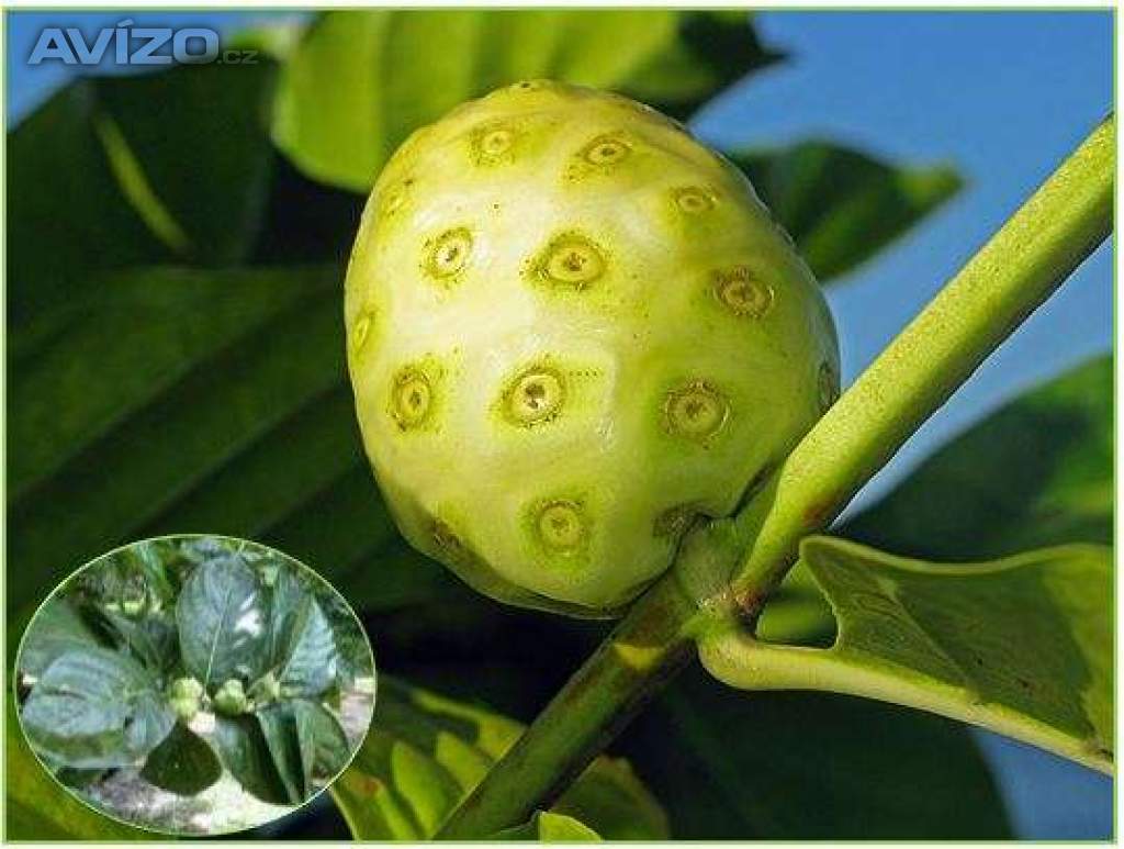 Noni citrusolistá - Morinda citrifolia - SEMENA