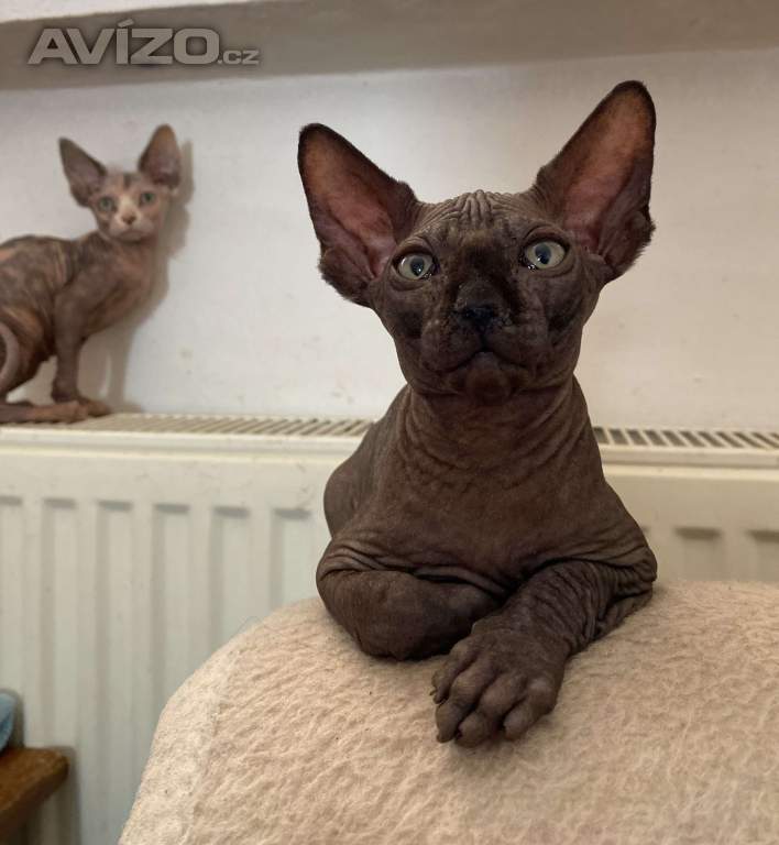 SPHYNX koťátka bez PP