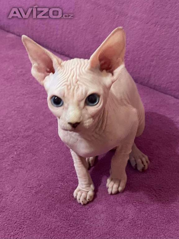 Foto inzerátu SPHYNX koťátka bez PP