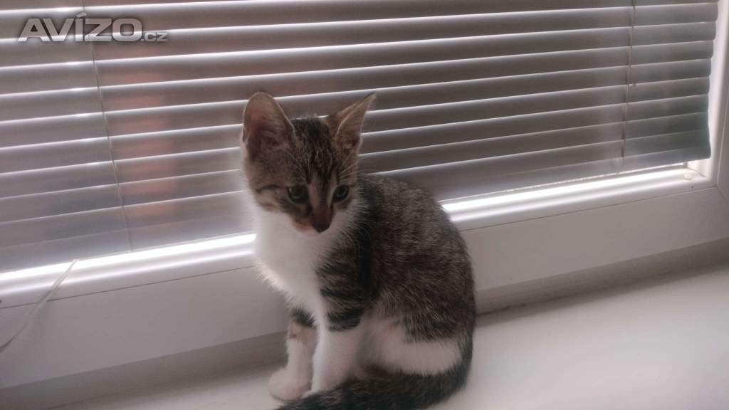 Nabízím kotě