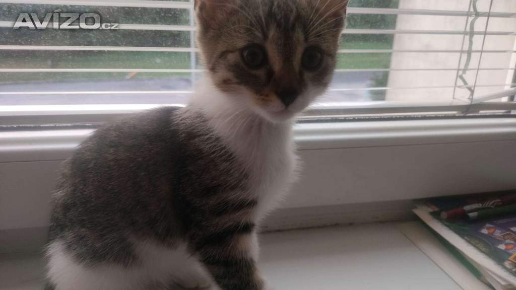 Foto inzerátu Nabízím kotě