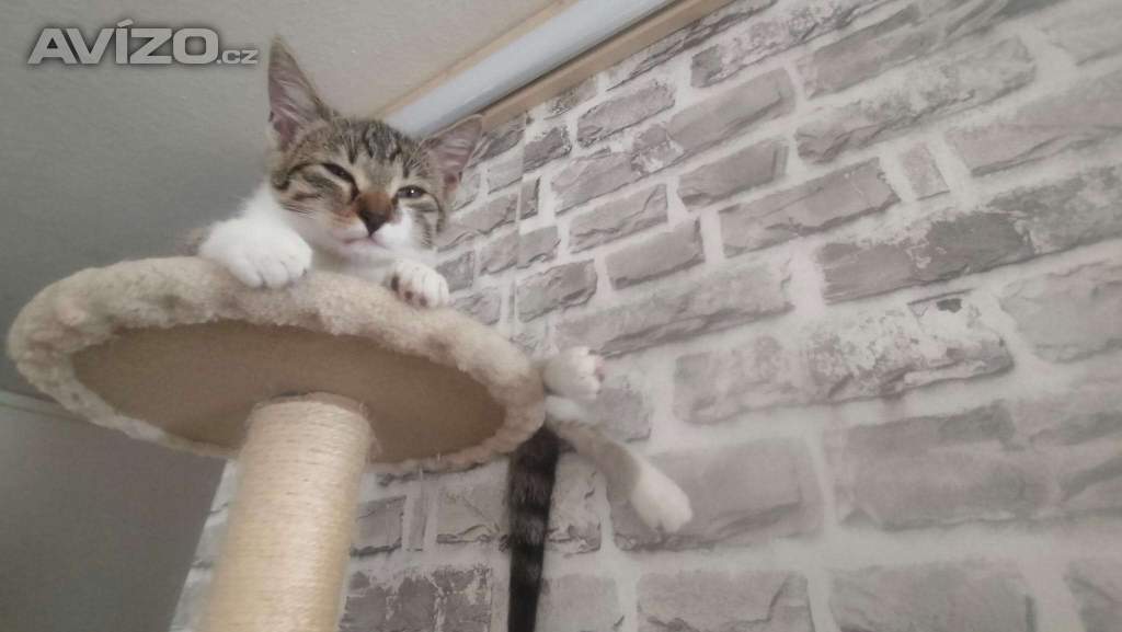 Foto inzerátu Nabízím kotě