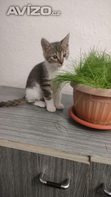 Foto inzerátu Nabízím kotě