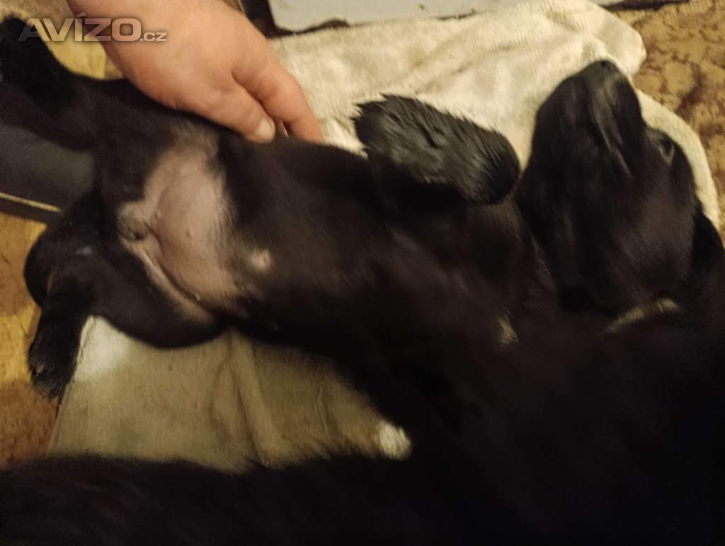 Foto inzerátu štěňátka labradorských retrívrů 