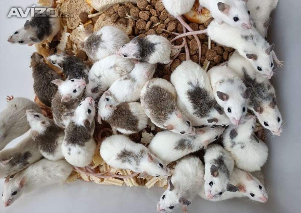 Foto inzerátu Mastomyši / krysa malá/