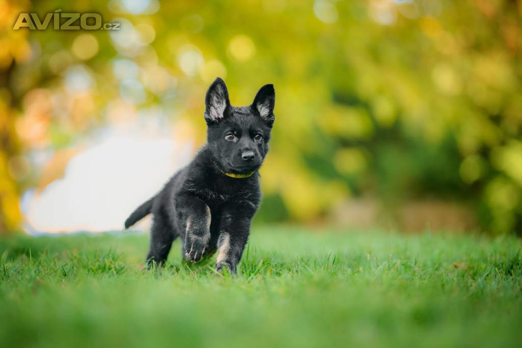 německý ovčák -  štěňata s PP