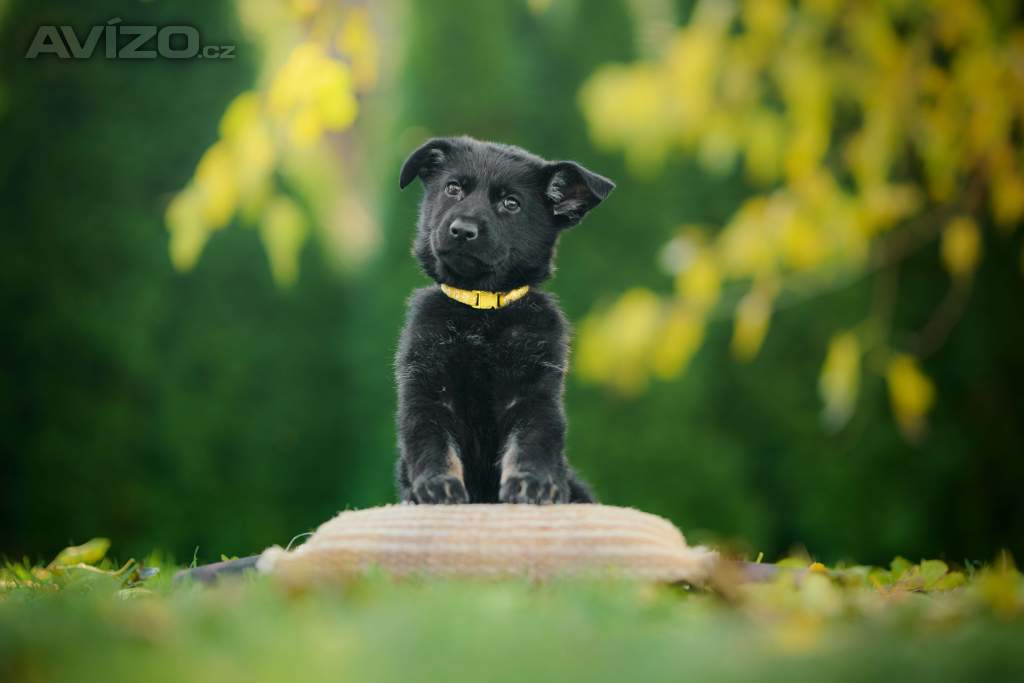Foto inzerátu německý ovčák -  štěňata s PP