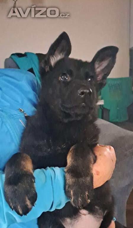 Foto inzerátu německý ovčák -  štěňata s PP