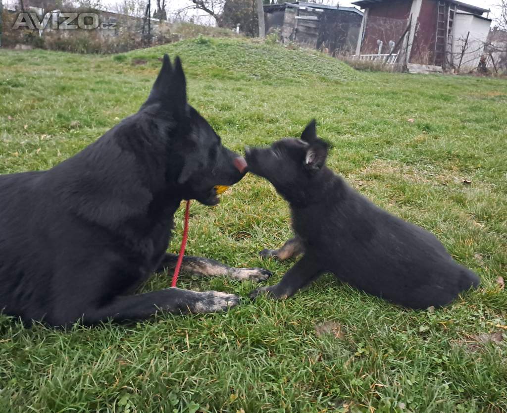 Foto inzerátu německý ovčák -  štěňata s PP