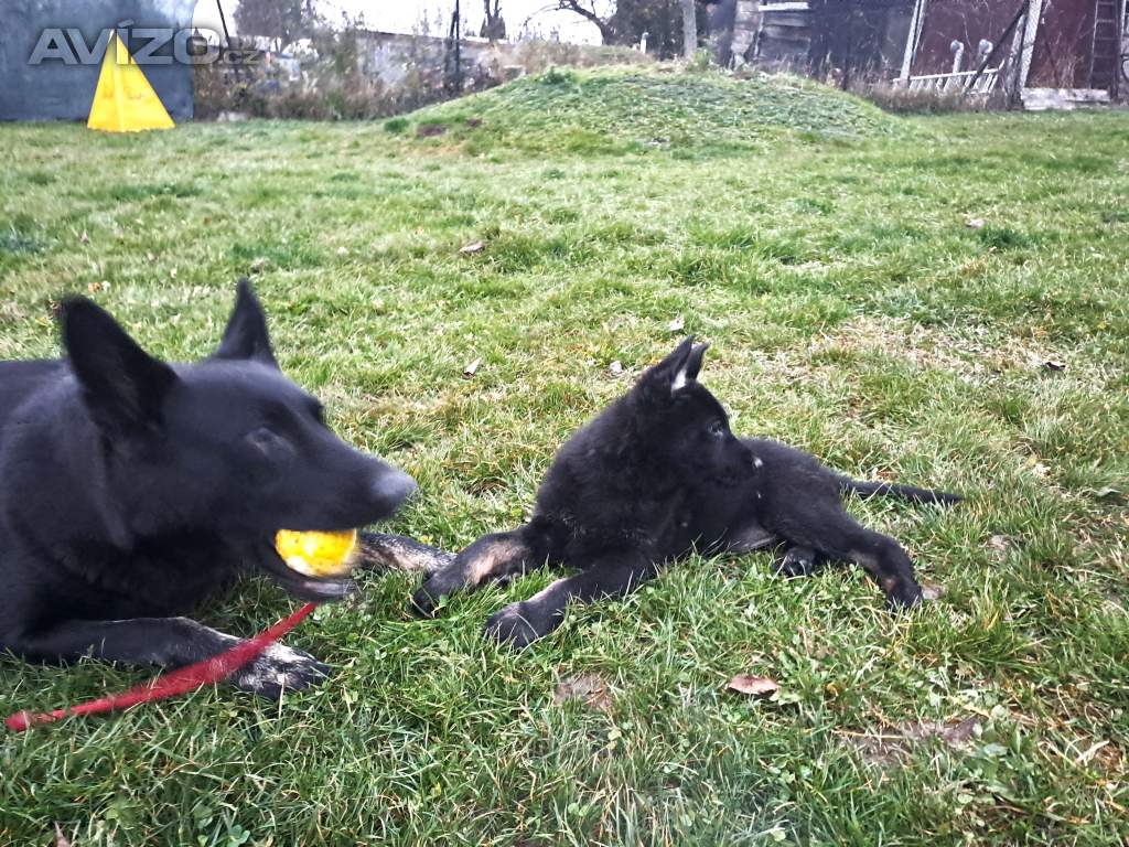 Foto inzerátu německý ovčák -  štěňata s PP