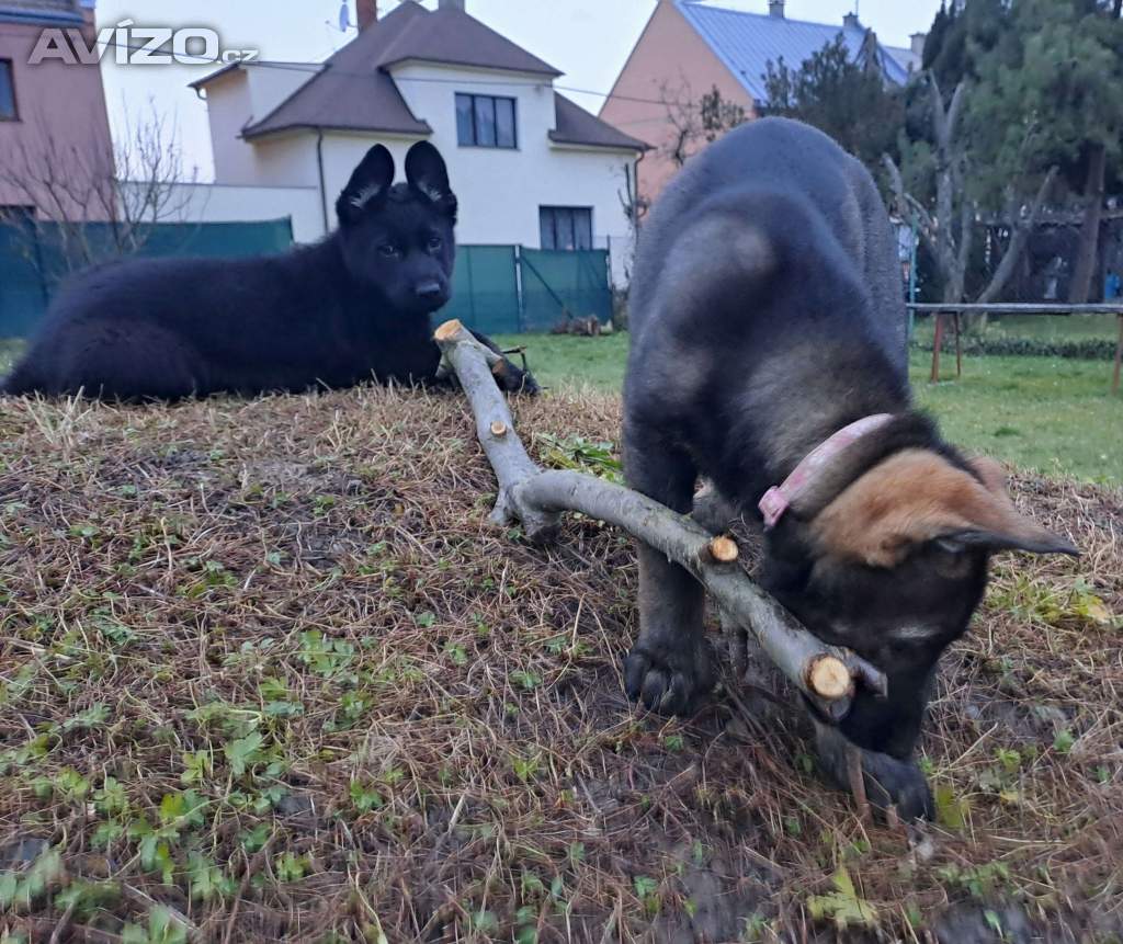 Foto inzerátu německý ovčák -  štěňata s PP
