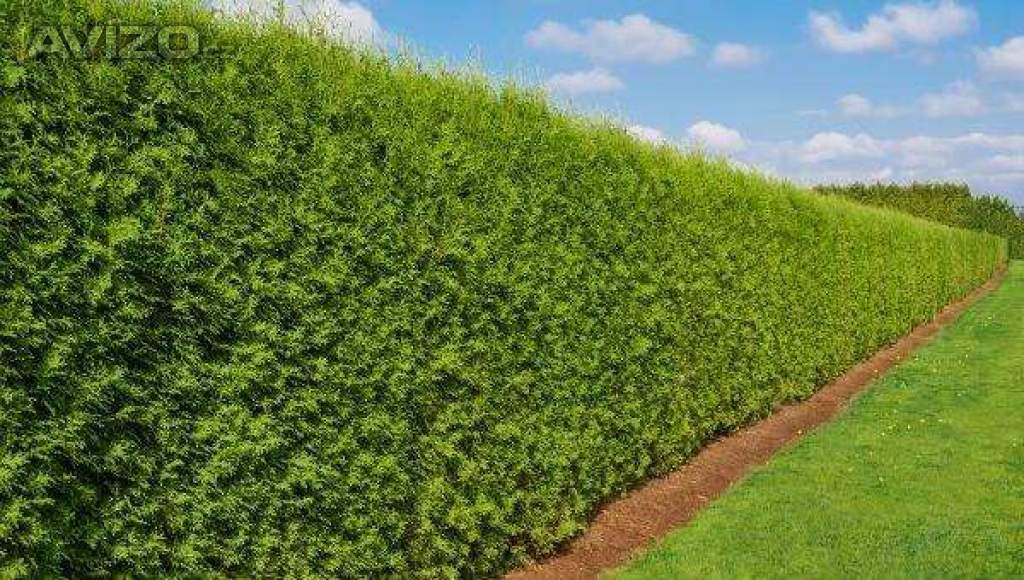Foto inzerátu Podzimní VÝPRODEJ: Kouzelný (zázračný) živý plot - Jilm sibiřský - bezkonkurenční cena!