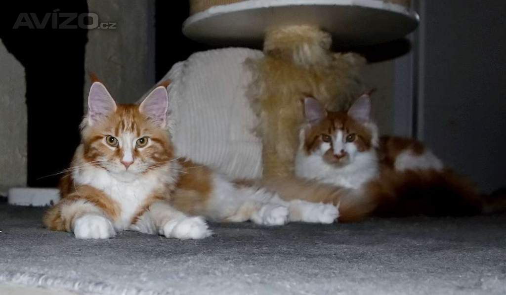 Foto inzerátu Mainská mývalí s PP