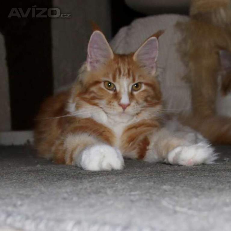 Foto inzerátu Mainská mývalí s PP