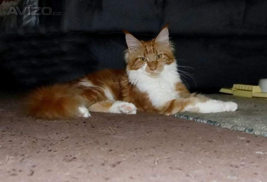 Foto inzerátu Mainská mývalí s PP