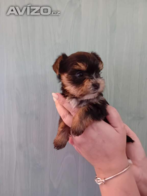 Štěňátka jorkšíra Návsí u Jablunkova 
