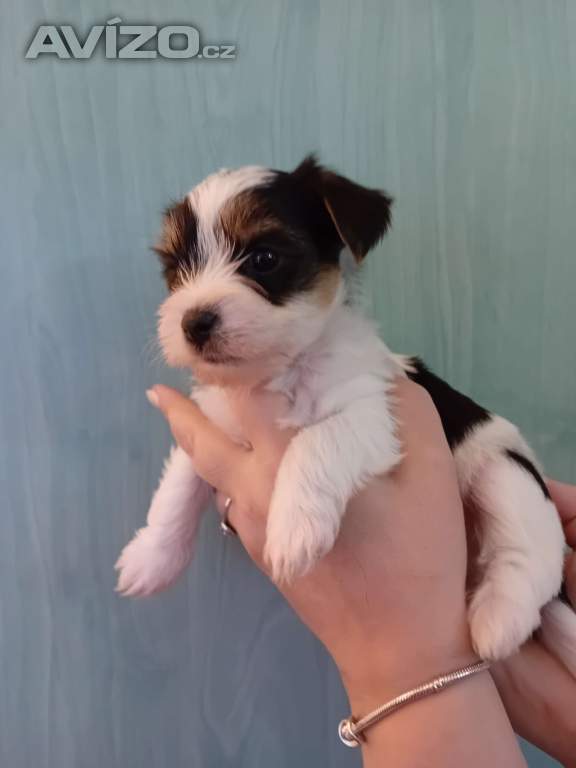 Foto inzerátu Štěňátka jorkšíra Návsí u Jablunkova 