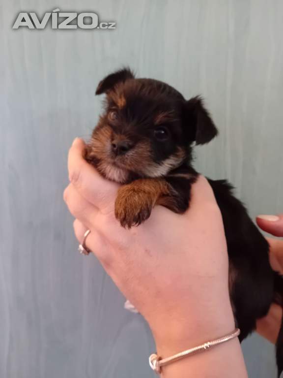 Foto inzerátu Štěňátka jorkšíra Návsí u Jablunkova 