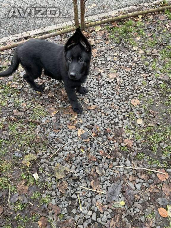 Foto inzerátu Německý ovčák štěně