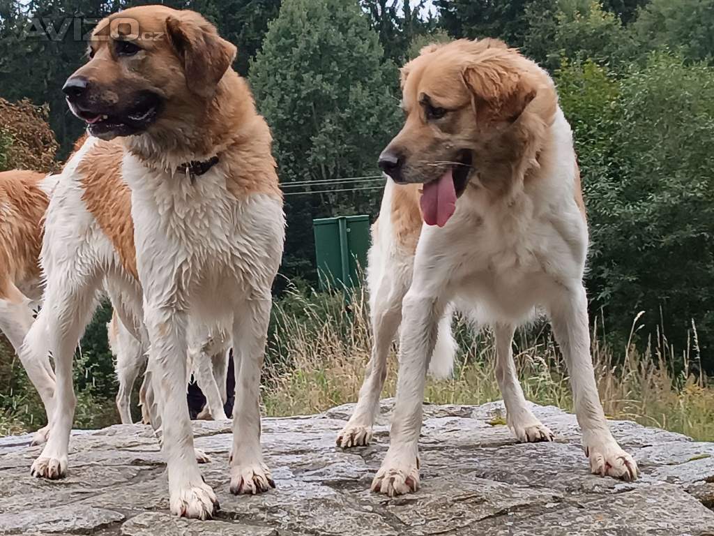 Český horský pes s PP FCI 