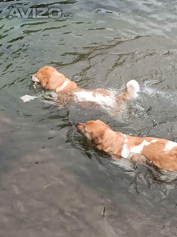 Foto inzerátu Český horský pes s PP FCI 